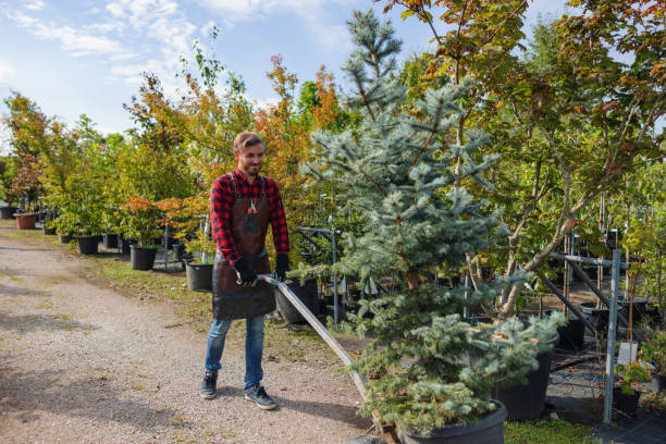 Greenville, KY Tree Removal Company